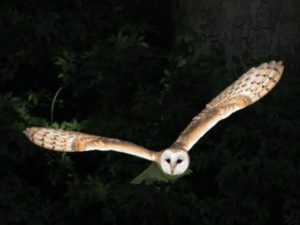 Sherwood-hideaway-Falconry-Experience-01